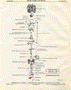 (08-03)  DISTRIBUTOR (6 CYLINDER) - CHRYSLER BUILT (USED WITH 170 AND 225 CID)